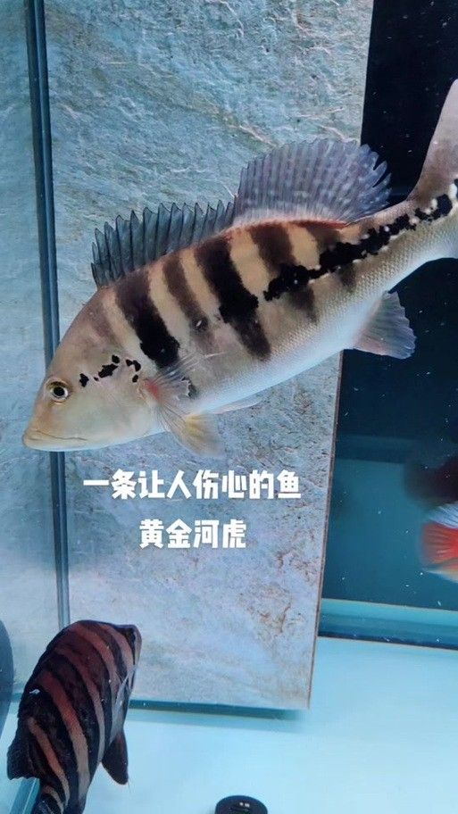 黃金河虎和龍魚混養需要哪些躲避物（河虎和龍魚混養的寓意有多少人知道龍魚混養的寓意有多少）