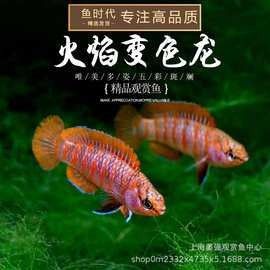 木里哪個水族館龍魚好？祥龍魚場龍魚（北京市內與龍魚相關的水族館及魚場情況）