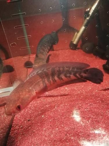 紅色雷龍魚哪個品種最好養（紅色系雷龍魚的選擇） 紅色雷龍魚哪個品種最好養（紅色系雷龍魚的選擇） 龍魚百科 第6張