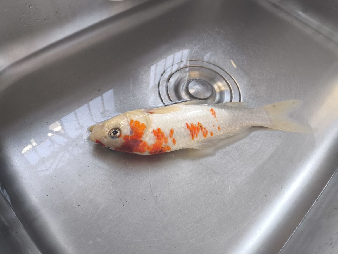 27厘米的魚多少一條，哪里可以買到同款的??，哪里有養魚寶典，新手小白，剛接手，就死了一條（新手養魚指南）