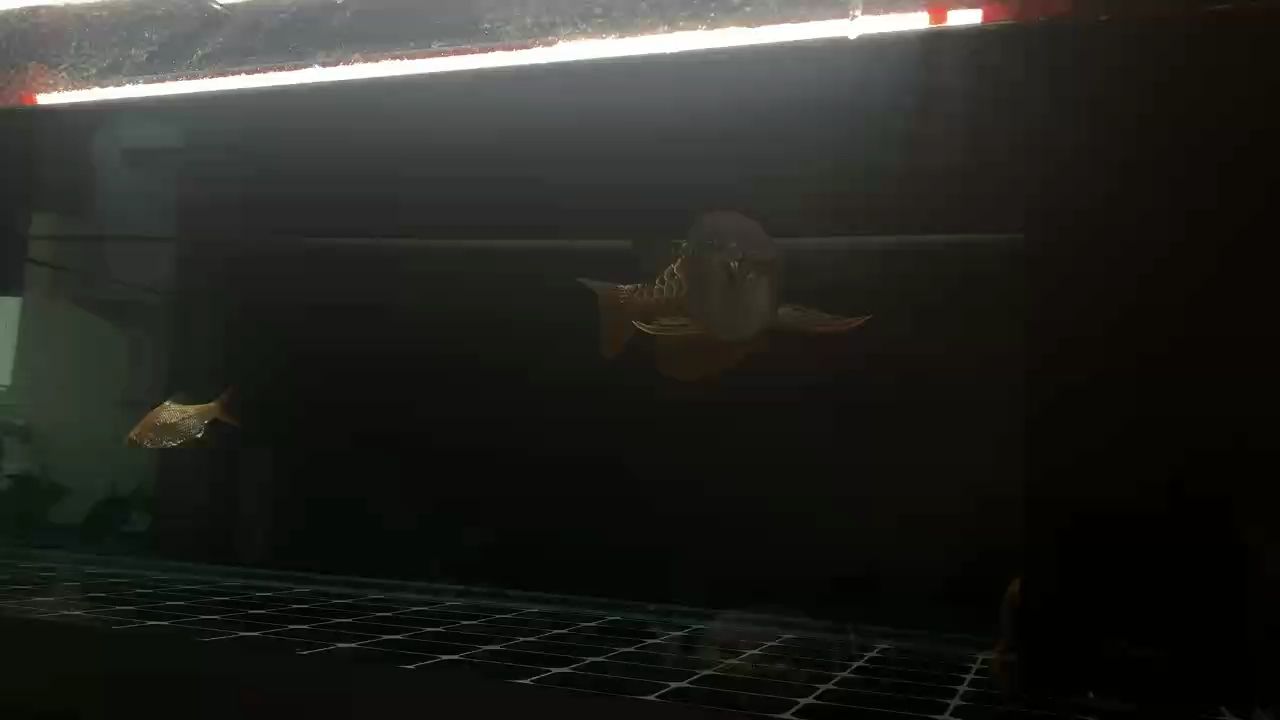 我的虎魚真菌感染了要怎么處理 金龍(金龍的寓意是什么?) 龍魚論壇 金龍(金龍的寓意是什么?) 金龍(金龍的寓意是什么?) 龍魚論壇