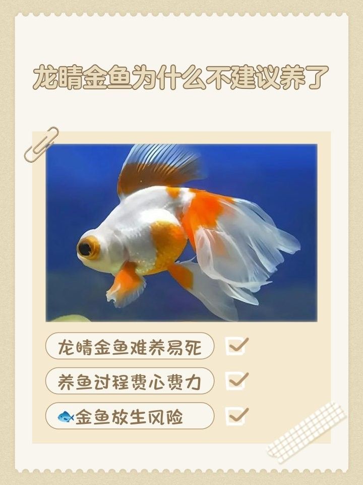 龍睛魚常見疾病有哪些？（龍睛金魚常見疾病）