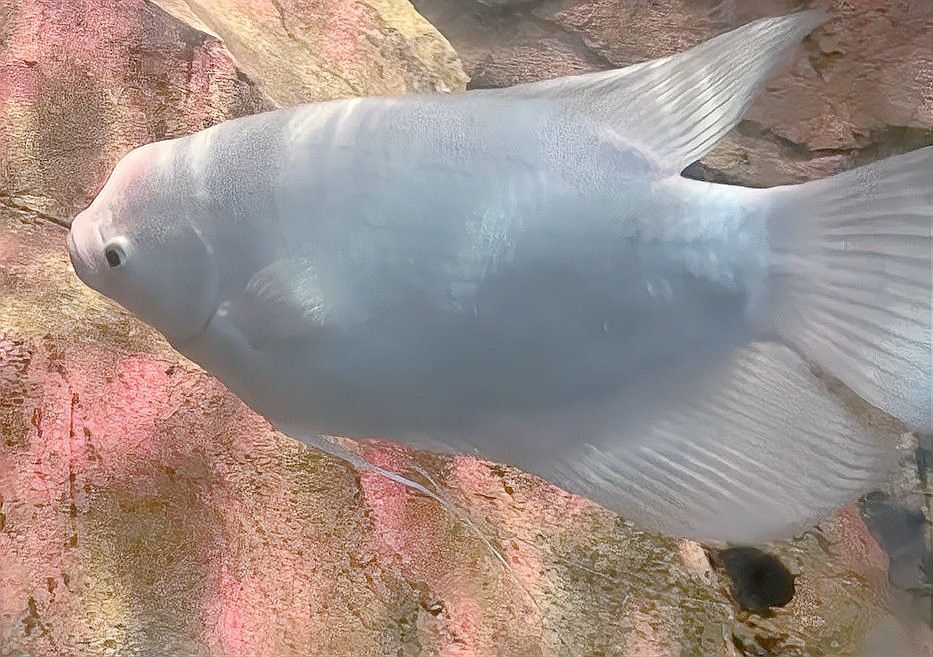 如何判斷發財魚是否發情（判斷發財魚是否發情的方法）