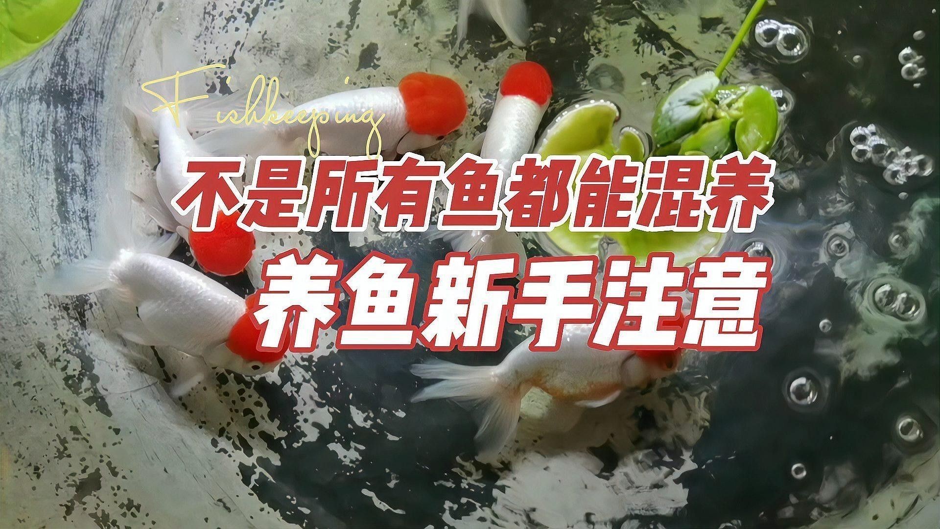 金龍魚和招財混養需要多大的魚缸（金龍魚和招財貓混養需要注意什么？） 金龍魚和招財混養需要多大的魚缸（金龍魚和招財貓混養需要注意什么？） 龍魚百科 第2張