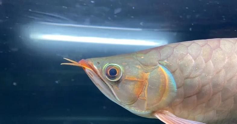金龍魚鉆石眼會自愈嗎？（金龍魚鉆石眼會自愈嗎） 金龍魚鉆石眼會自愈嗎？（金龍魚鉆石眼會自愈嗎） 龍魚百科 第6張