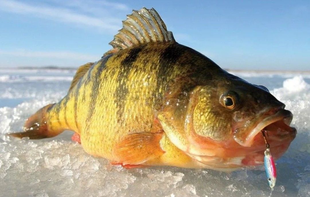 恐龍魚靜止不動是冬眠嗎（六角恐龍魚的冬眠）
