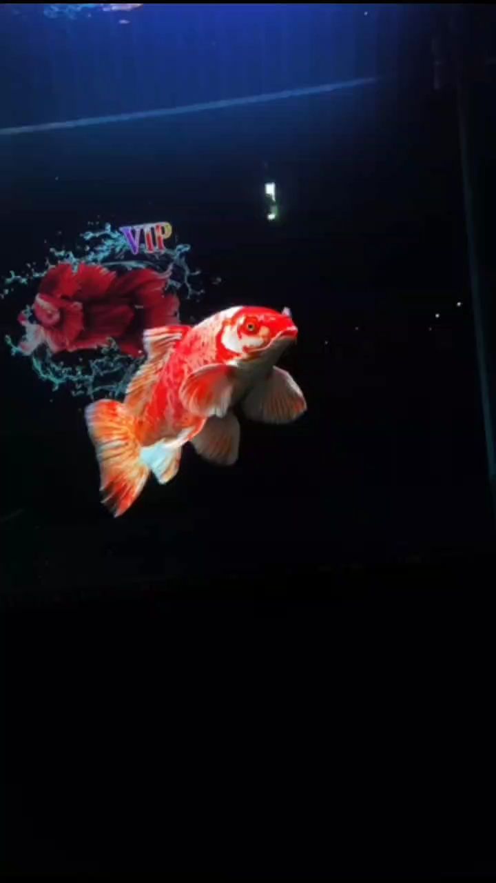 花紅蝴蝶鯉（花紅蝴蝶鯉，） 花紅蝴蝶鯉（花紅蝴蝶鯉，） 龍魚論壇