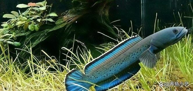雷龍魚和食人魚哪個更適合新手（新手養雷龍魚哪些品種好養） 雷龍魚和食人魚哪個更適合新手（新手養雷龍魚哪些品種好養） 龍魚百科 第5張