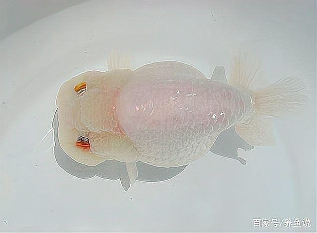 雷龍魚和食人魚哪個更適合新手（新手養雷龍魚哪些品種好養） 雷龍魚和食人魚哪個更適合新手（新手養雷龍魚哪些品種好養） 龍魚百科 第2張