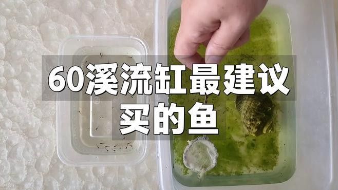 60厘米魚缸適合養什么魚？（0厘米的魚缸適合養什么魚滬上漫游醬新手養魚不踩坑）