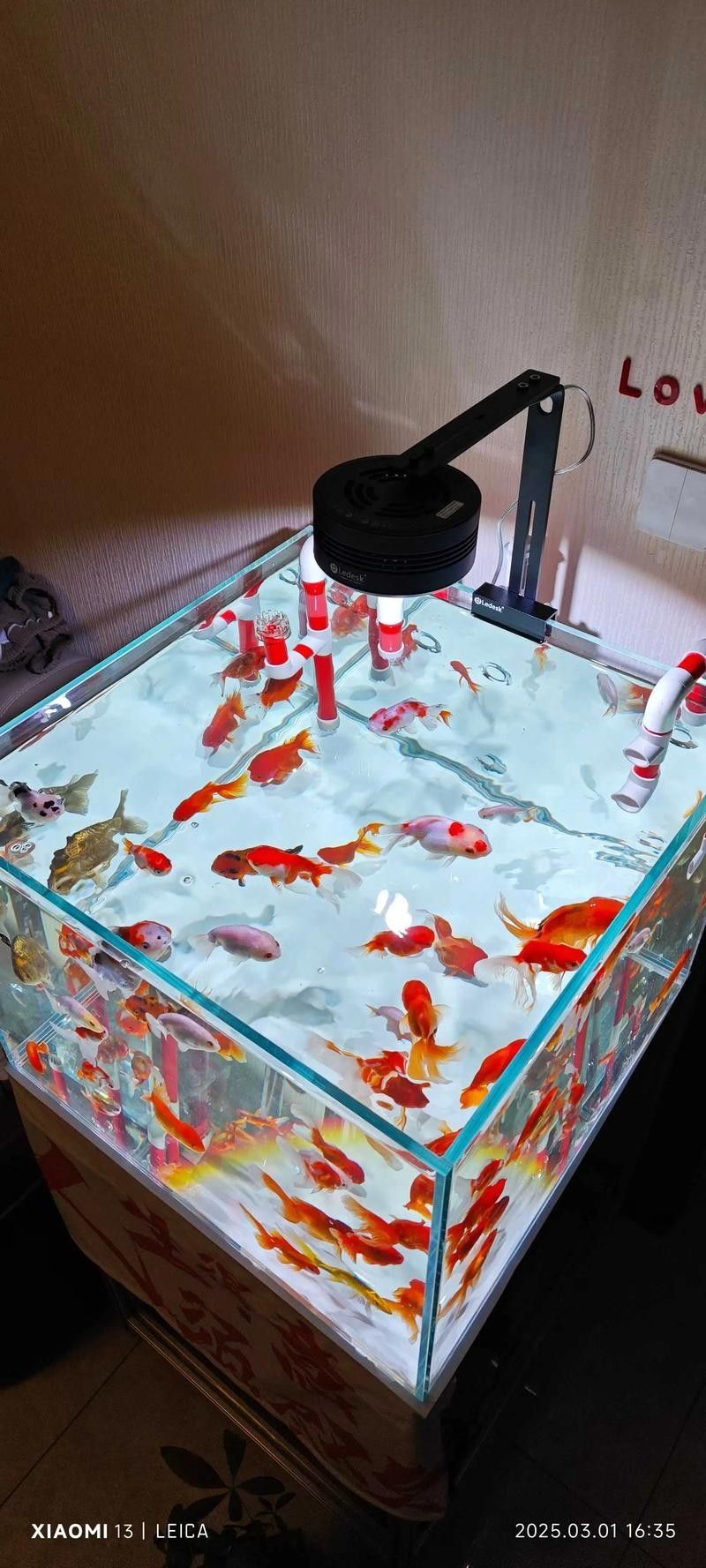 60厘米魚缸適合養(yǎng)什么魚？（0厘米的魚缸適合養(yǎng)什么魚滬上漫游醬新手養(yǎng)魚不踩坑）