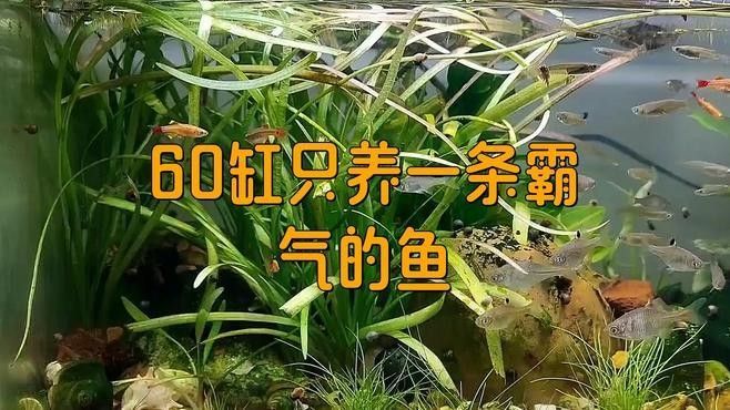 60厘米魚缸適合養什么魚？（0厘米的魚缸適合養什么魚滬上漫游醬新手養魚不踩坑）