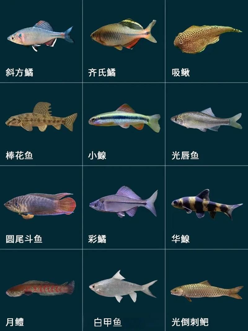 60厘米魚缸適合養(yǎng)什么魚？（0厘米的魚缸適合養(yǎng)什么魚滬上漫游醬新手養(yǎng)魚不踩坑）