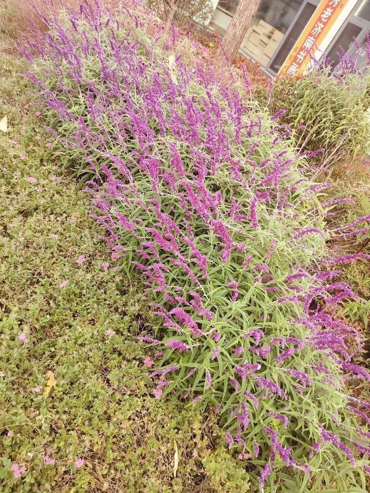 花花草草（昆weixin001評論植物在人類生活中的重要性及其對環境的積極影響）