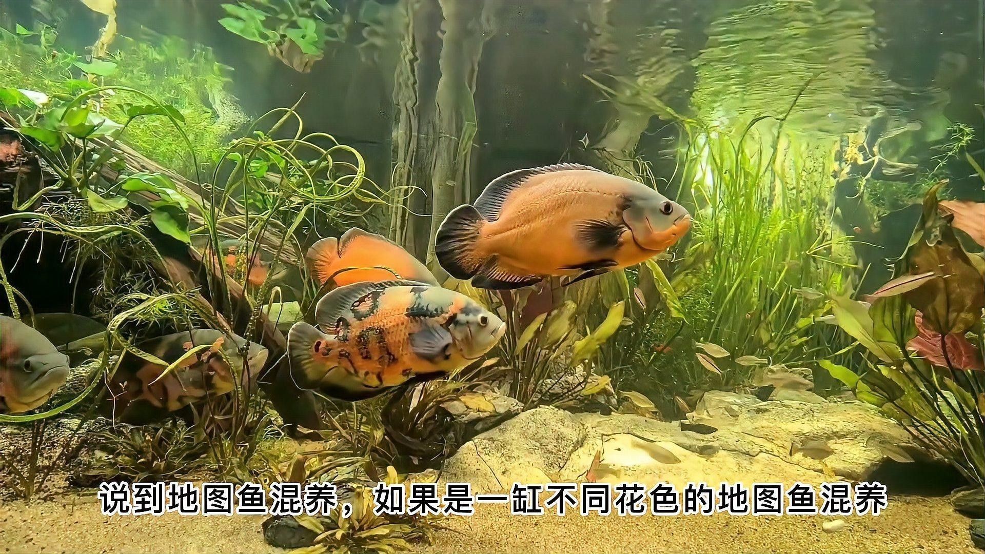 雷龍魚和地圖魚能混養嗎（雷龍魚和地圖魚可以混養嗎） 雷龍魚和地圖魚能混養嗎（雷龍魚和地圖魚可以混養嗎） 龍魚百科 第2張