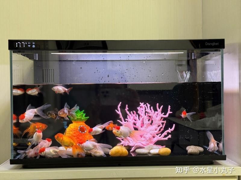龍魚(yú)閣水族箱有哪些獨(dú)特功能？（魚(yú)閣水族箱以其獨(dú)特的功能和設(shè)計(jì)，為養(yǎng)魚(yú)愛(ài)好者提供了一個(gè)理想環(huán)境）