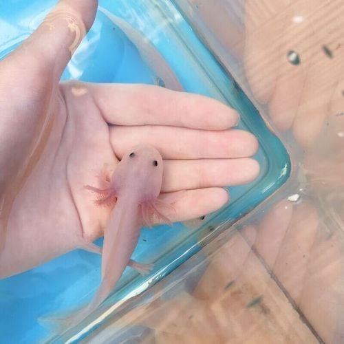 武進哪個水族館龍魚好？祥龍魚場龍魚（上海海洋水族館的龍魚品種有哪些上海海洋水族館的龍魚品種） 武進哪個水族館龍魚好？祥龍魚場龍魚（上海海洋水族館的龍魚品種有哪些上海海洋水族館的龍魚品種） 龍魚百科 第5張