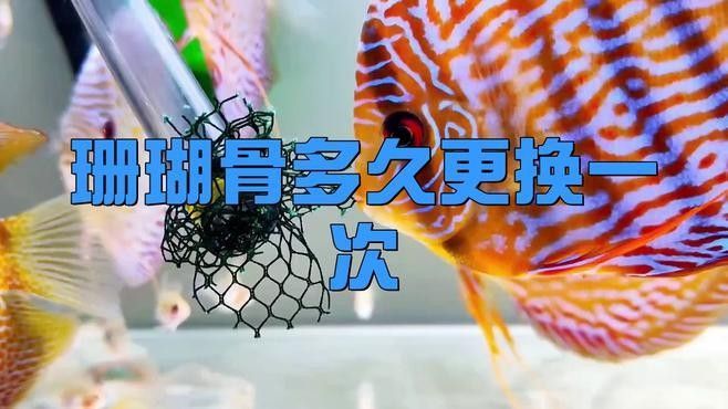 珊瑚骨多久更換一次？（珊瑚骨填充是終身的嗎）