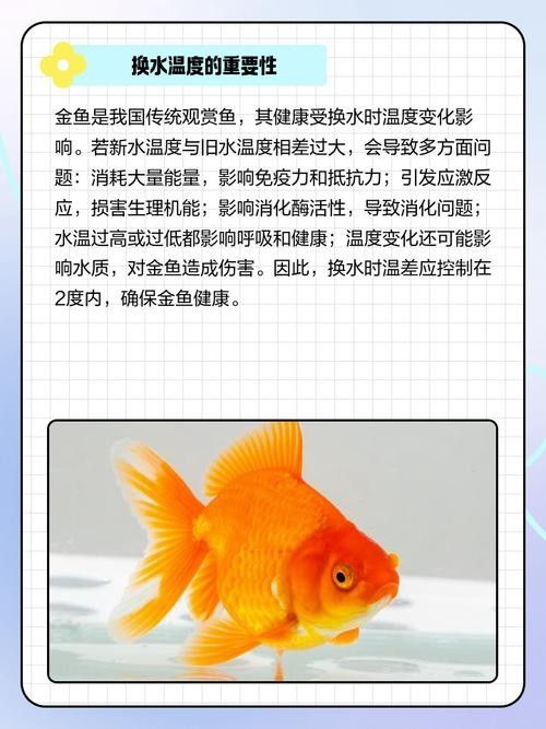 金龍魚多久換一次水？（養金龍魚多久換一次水最好金龍魚多久換一次水最好）