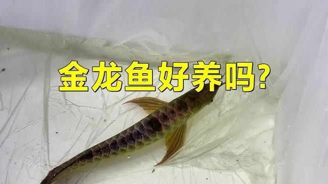 金龍魚活體飼養難度大嗎（金龍魚好養嗎）