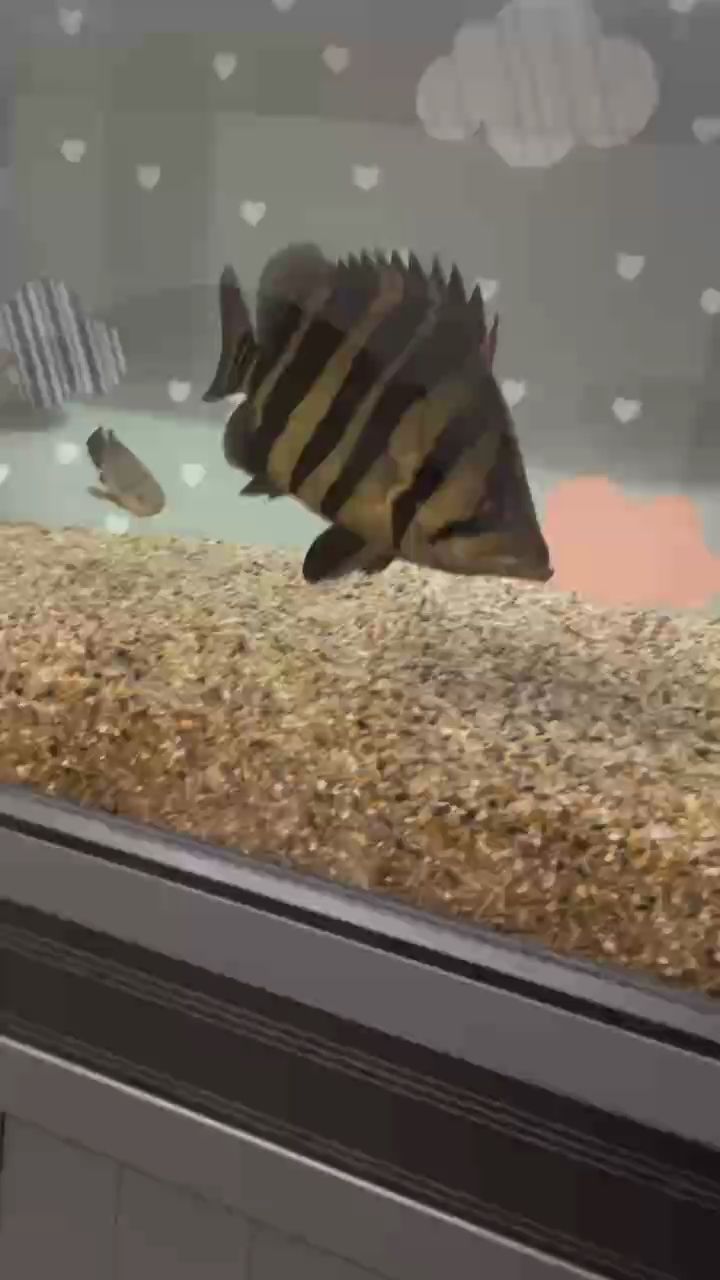 魚缸用增氧泵價格是多少:魚缸增氧機-xtrac增氧機-xtrac增氧機 長明虎(長明虎的形象多種多樣) 龍魚論壇 長明虎(長明虎的形象多種多樣) 長明虎(長明虎的形象多種多樣) 龍魚論壇