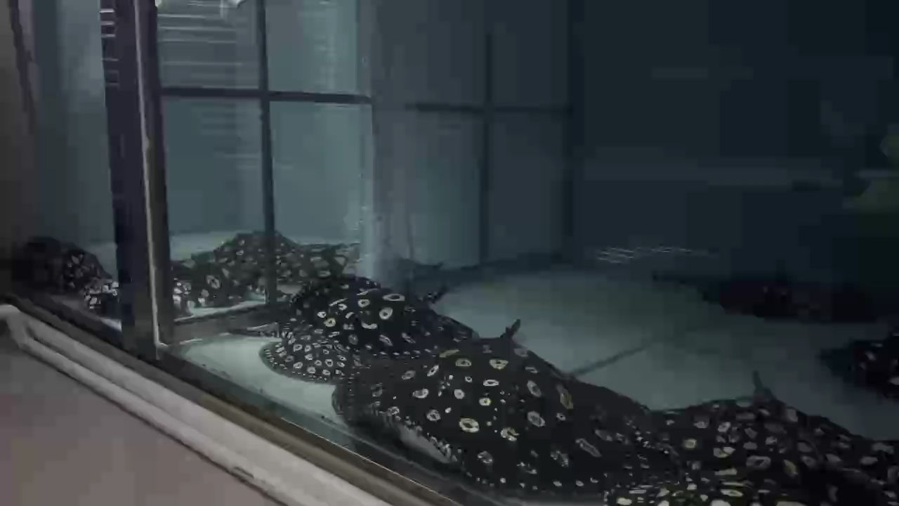 粵J軍仔魟魚繁殖（粵j軍仔魟魚的繁殖）