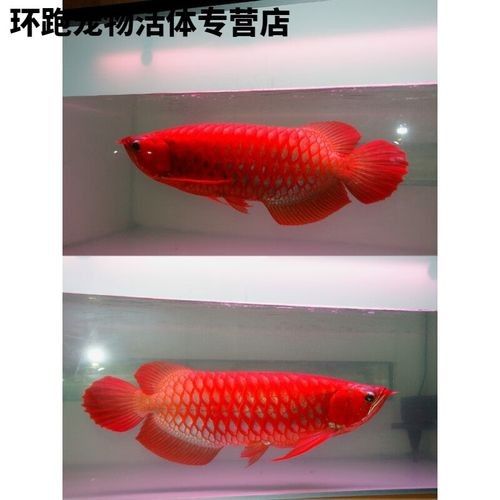 赤血紅龍魚的市場價格如何（赤血紅龍魚價格2688貴嗎廣州龍魚祥龍魚祥龍魚場）