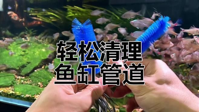 如何清洗西龍魚缸的管道（如何清洗西龍魚缸管道？）