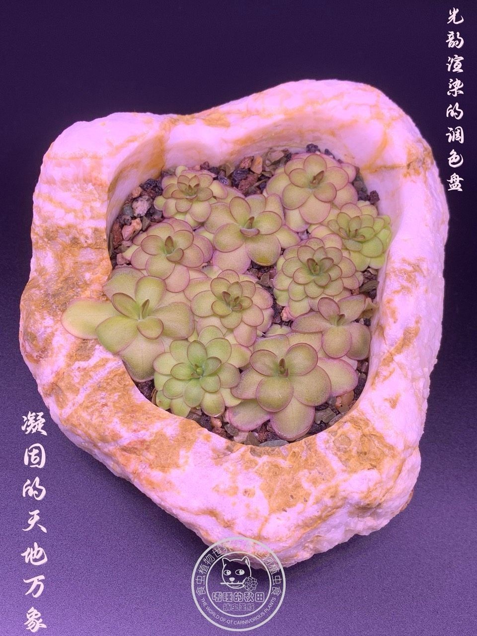 《捕蟲堇與靈璧石》第二彈（《捕蟲堇與靈璧石》第二彈是一本關(guān)于植物和石頭的科普書籍）