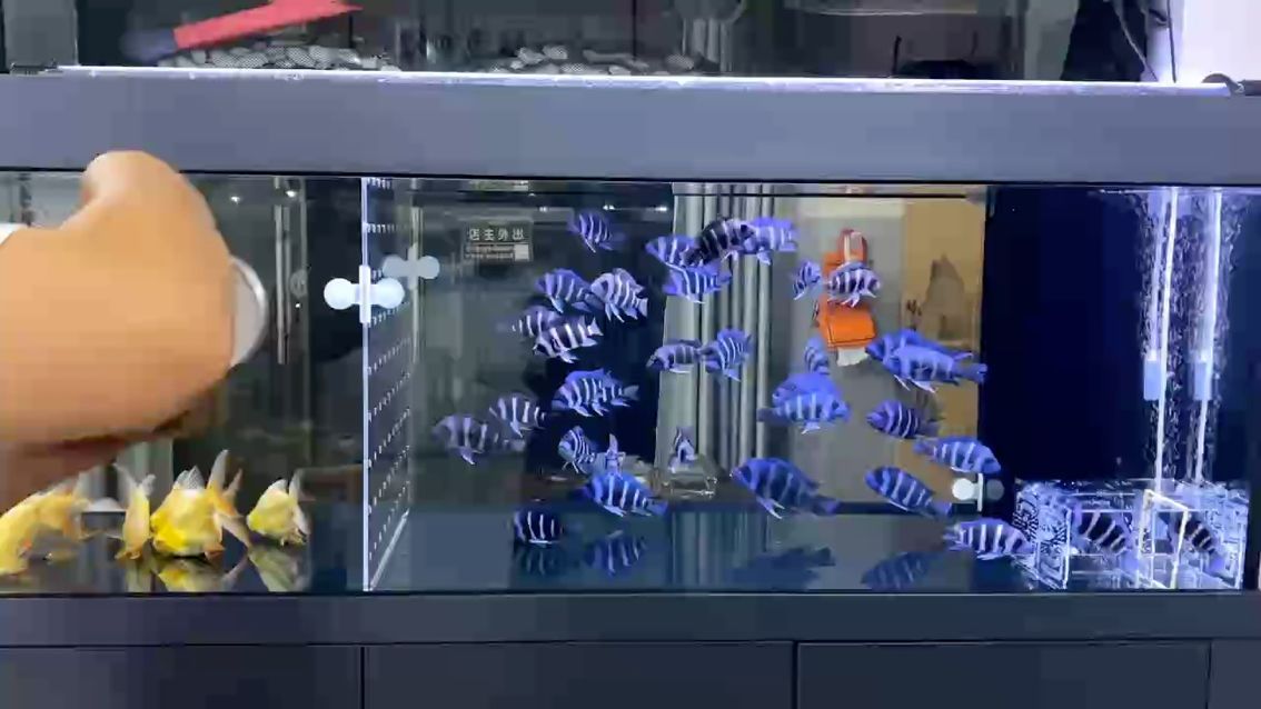 透缸養(yǎng)薩伊藍(lán)（缸養(yǎng)薩伊藍(lán)是一種流行的水族養(yǎng)殖方法，透缸養(yǎng)薩伊藍(lán)的日常）