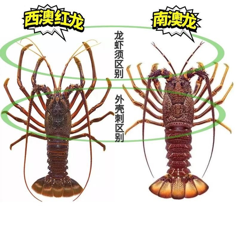哪種澳龍品種最貴？（哪種澳龍品種最貴）