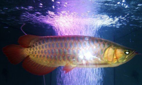 龍魚多久喂一次魚糧（龍魚的喂食頻率）