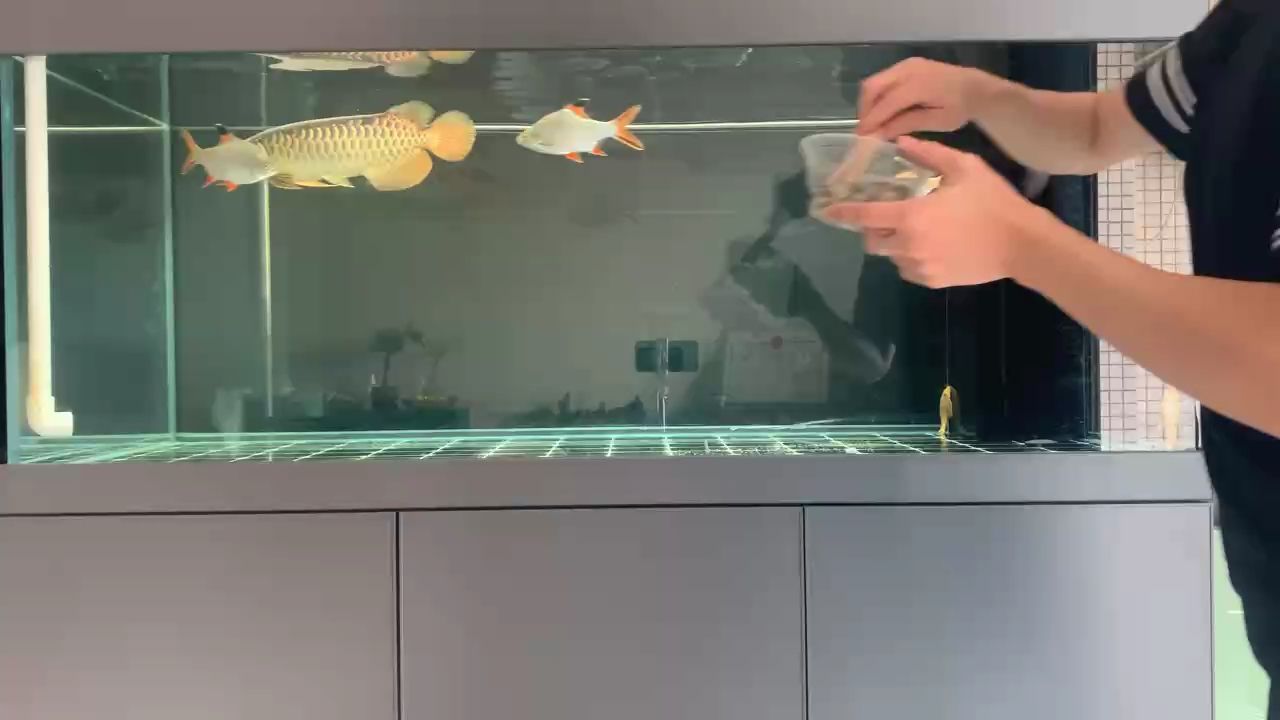 只看手不缸丟下去的魚食（只看手不缸丟下去的魚食怎么辦） 只看手不缸丟下去的魚食（只看手不缸丟下去的魚食怎么辦） 龍魚論壇