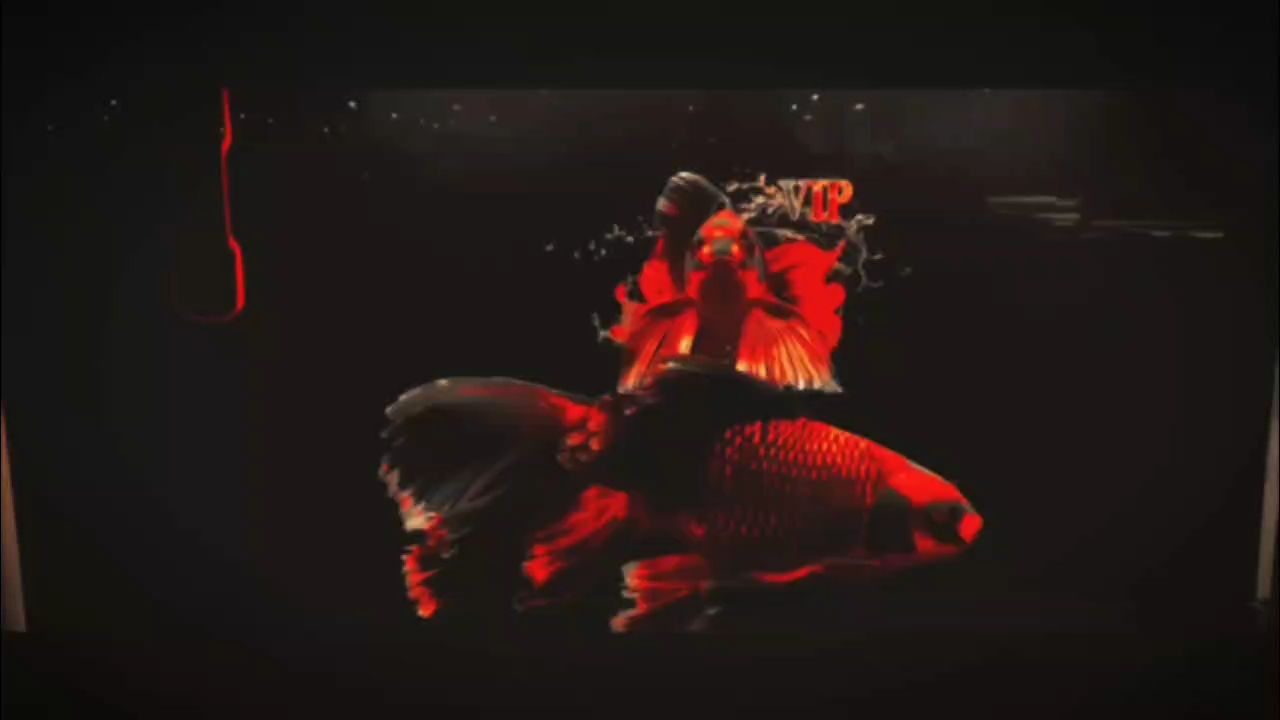 火焰蝴蝶鯉（火焰蝴蝶鯉的繁殖方式）