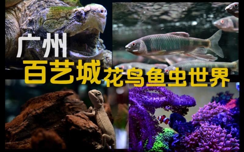 花地灣百藝城龍魚價(jià)格如何（地灣百藝城龍魚價(jià)格）