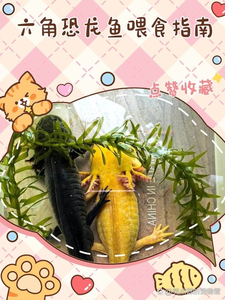 恐龍魚多久喂一次合適？（六角恐龍魚喂食指南寵物喂養(yǎng)秘籍六角恐龍魚一般多久喂一次） 恐龍魚多久喂一次合適？（六角恐龍魚喂食指南寵物喂養(yǎng)秘籍六角恐龍魚一般多久喂一次） 龍魚百科 第4張