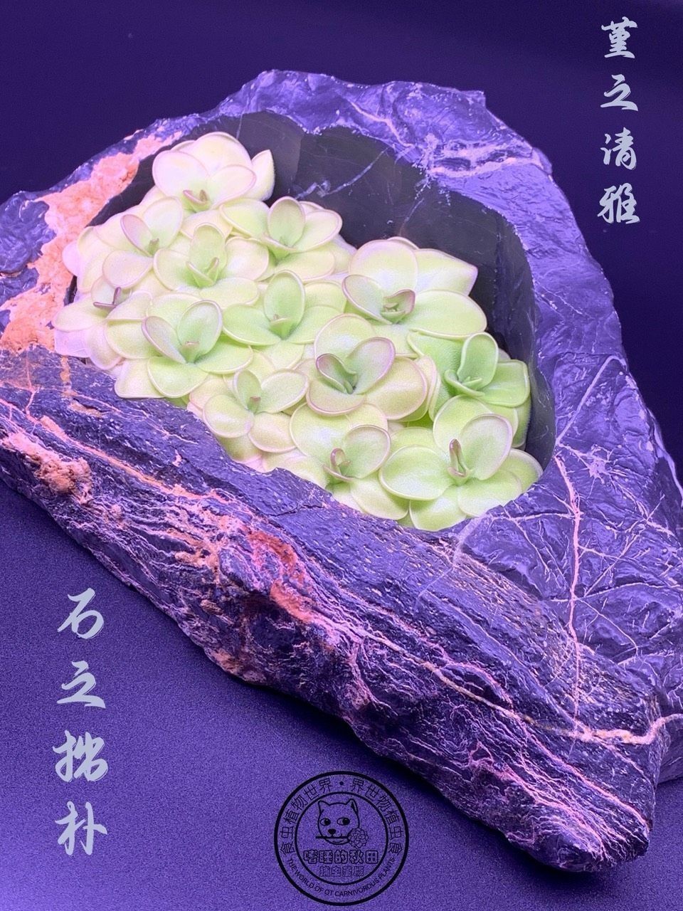 《捕蟲堇與靈璧石》第一彈（捕蟲堇與靈璧石第一彈是一本關(guān)于植物和石頭的科普書籍）