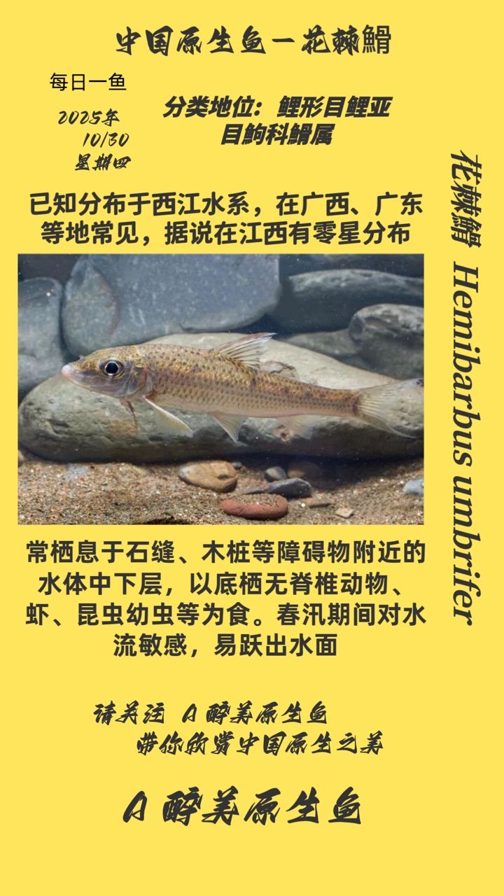 花棘?（棘?，又稱花棘魚或花棘石首魚，是一種美麗而獨特的魚類）