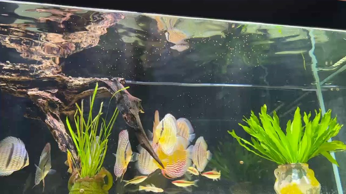 換大缸就是爽，難為的就是換水，太累了（換大缸就是爽，難為的就是換水） 換大缸就是爽，難為的就是換水，太累了（換大缸就是爽，難為的就是換水） 龍魚論壇