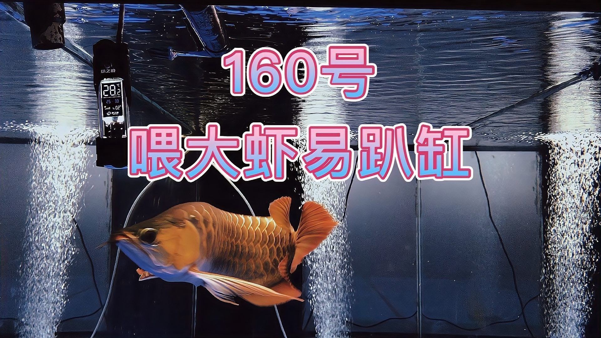 如何預防金龍魚趴缸？（如何預防金龍魚趴缸）