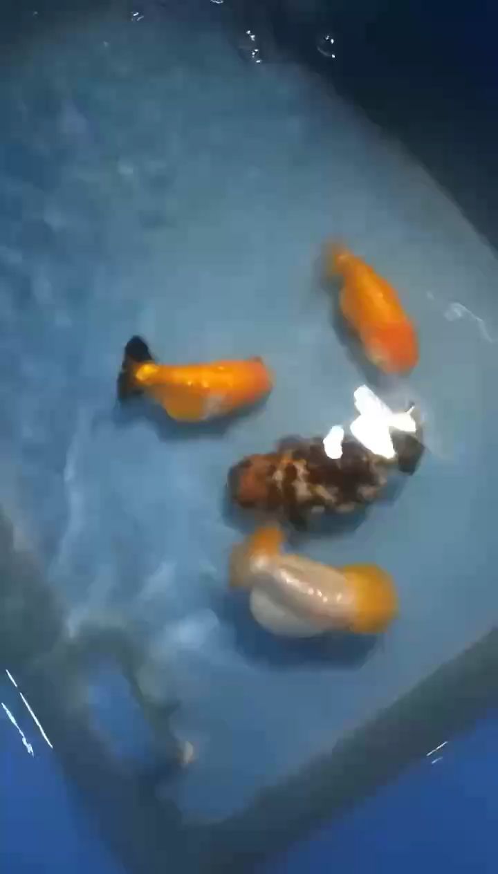 定期殺菌殺蟲（農業生產中定期殺菌殺蟲的重要性與實踐）