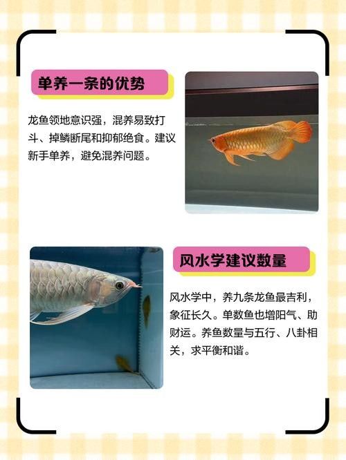 給我一張詳細(xì)的龍魚風(fēng)水區(qū)分圖（龍魚的風(fēng)水區(qū)分圖）