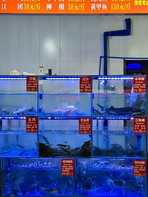 復興區龍魚之巔有哪些龍魚用品（復興區龍魚之巔有龍魚用品套餐嗎龍魚之巔有哪些品牌推薦）