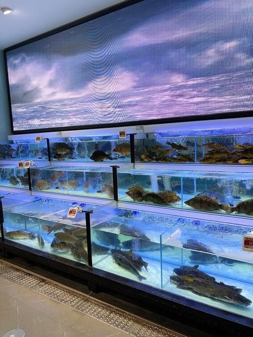 復興區龍魚之巔有哪些龍魚用品（復興區龍魚之巔有龍魚用品套餐嗎龍魚之巔有哪些品牌推薦）