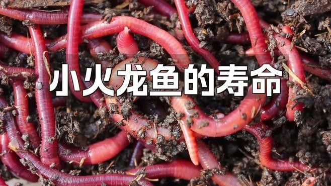 火龍魚壽命有多長（25種常見的家庭觀賞魚壽命大盤點）
