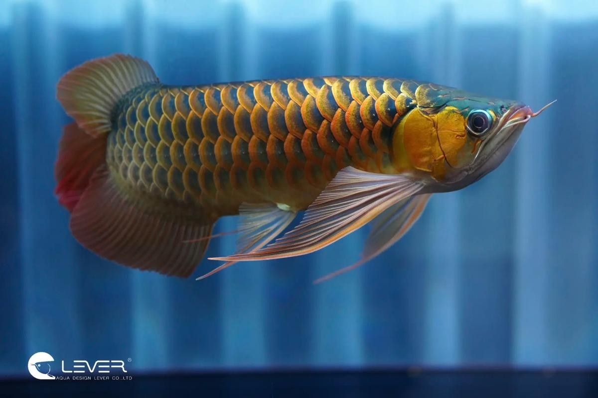 如何區分紅龍和過背金龍魚？（金龍魚和紅龍魚的區別）