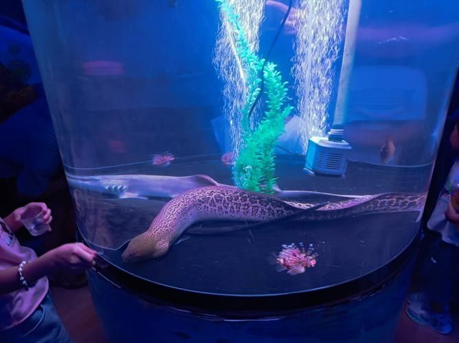 龍魚世家水族館有哪些特色？（上海海洋水族館攜程旅行龍魚世家水族館攜程旅行）