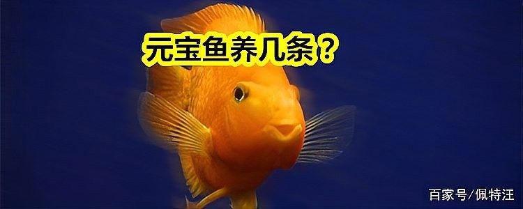 紅龍魚和元寶鳳凰混養的最佳數量（紅龍魚和元寶鳳凰混養需要注意什么？）