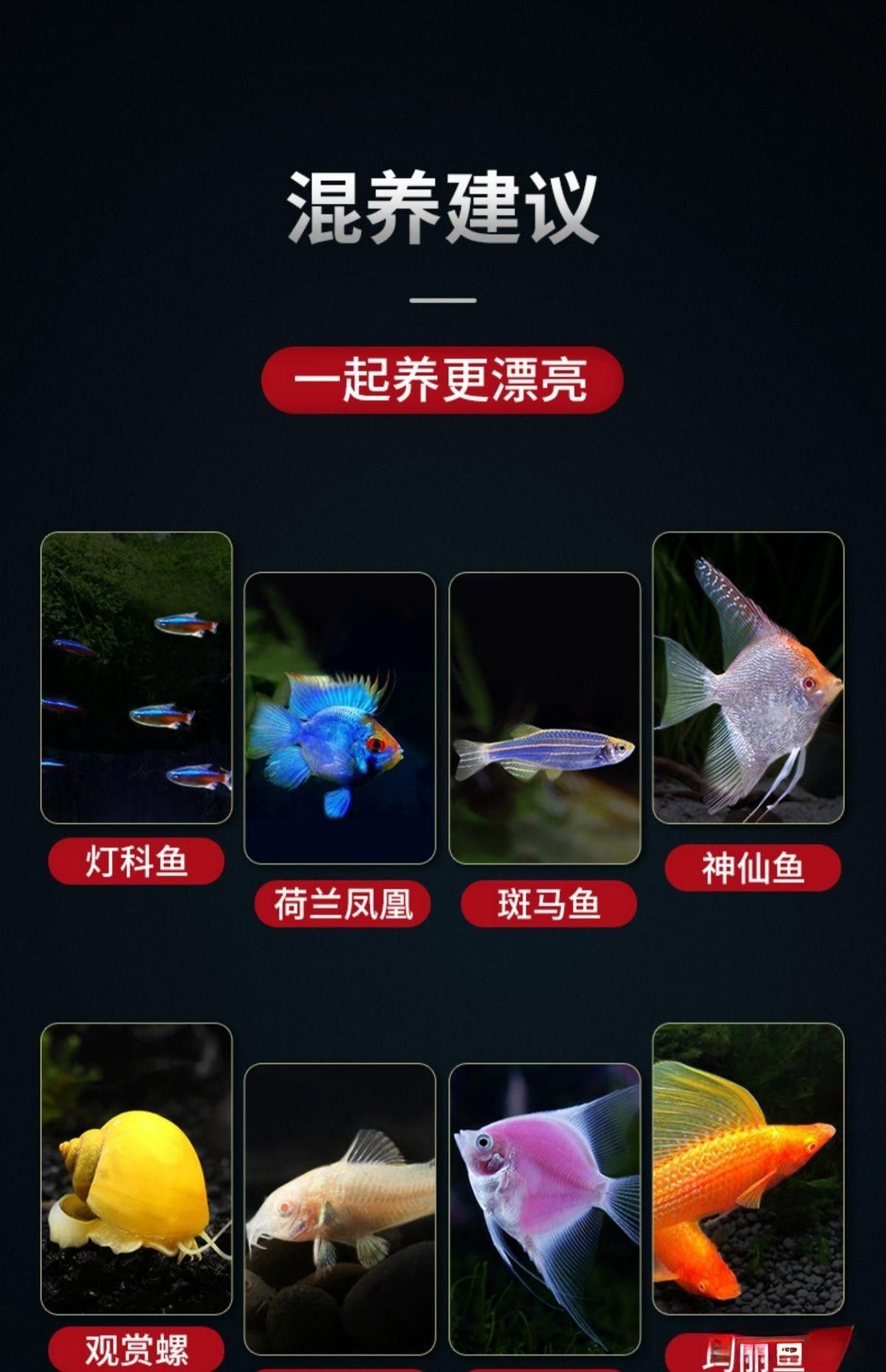 紅龍魚和元寶鳳凰混養的最佳數量（紅龍魚和元寶鳳凰混養需要注意什么？）