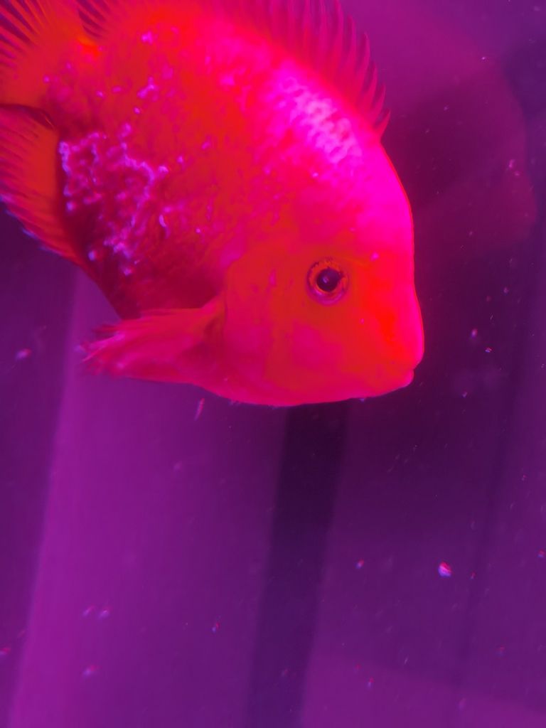 請問下我這魚什么毛病（合肥小江評論：請問下我這魚什么毛病，養魚過程中的關鍵因素）